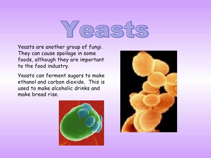 Food science microbes