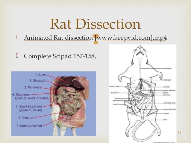 Food And Digestion Year 9