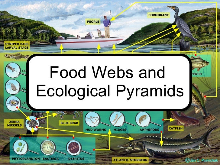 Food Chains And Food Webs Food Chains And Food Webs
