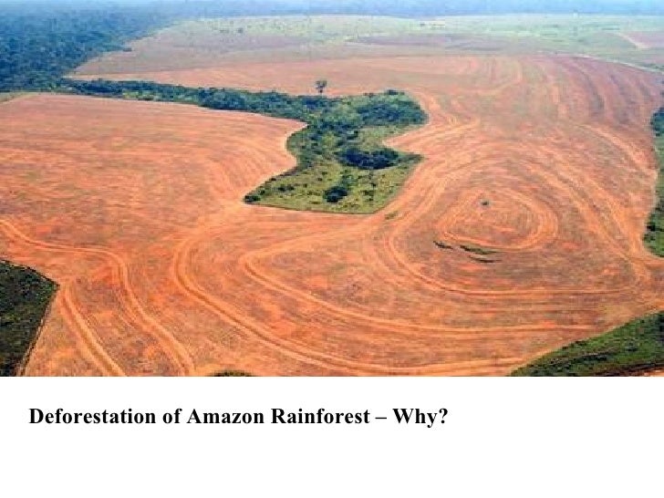 forest-destruction-lesson-3-728.jpg?cb=1