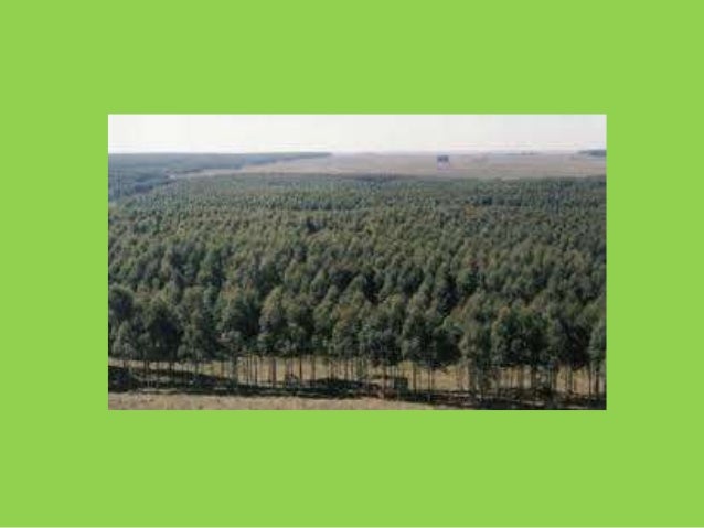 ¿CUÁL ES EL RECURSO
NATURAL QUE EXPLOTA
LA FORESTACIÓN?
¿CON QUÉ
FINALIDAD?
 
