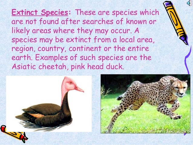 conservation of wildlife in my country essay conservation of wildlife in my country essay