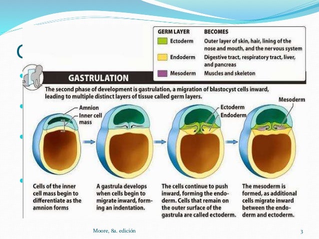Formacion De Las 3 Capas Germinativas es.slideshare.net