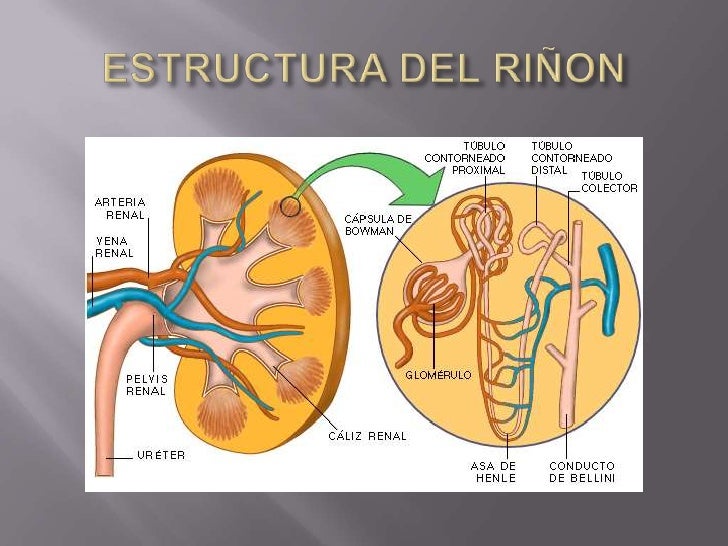 Formacion de la orina