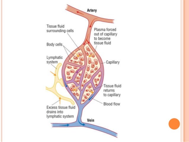 Formation Of Tissue Fluid formation-of-tissue-fluid
