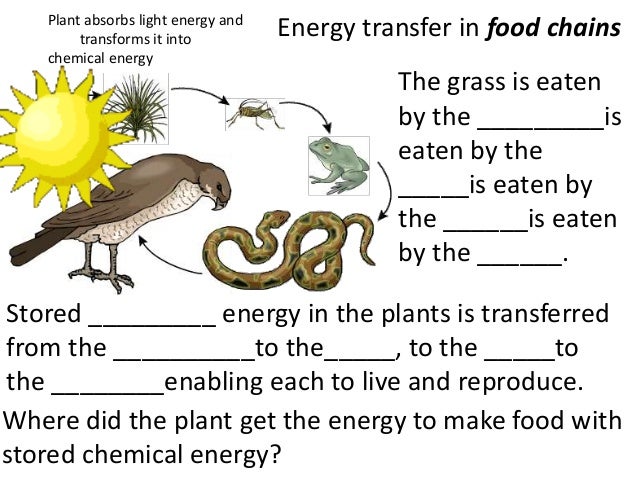 Printables Food Web Worksheet High School food web worksheet 4th grade pichaglobal chain high school 1000 images about grade