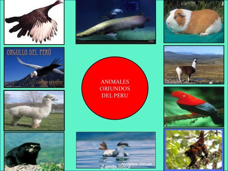 Resultado de imagen para animales nativos imagenes del peru