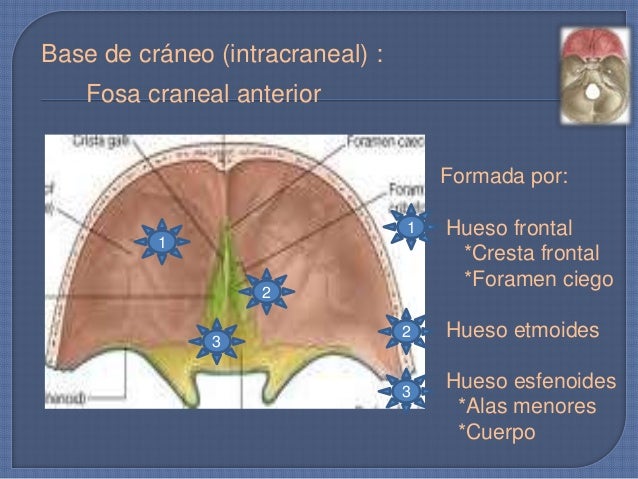 FOSA CRANEAL ANTERIOR