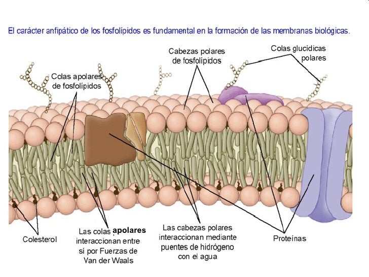 FosfolíPidos