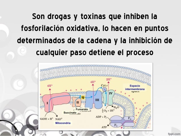 Fosforilacion oxidativa - Inhibidores y Agentes Desacoplantes Fosforilacion oxidativa - Inhibidores y Agentes Desacoplantes