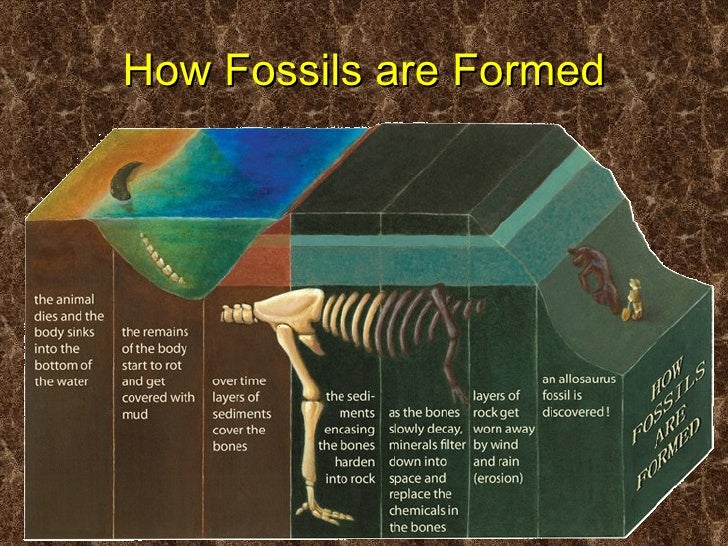 how is a fossil formed