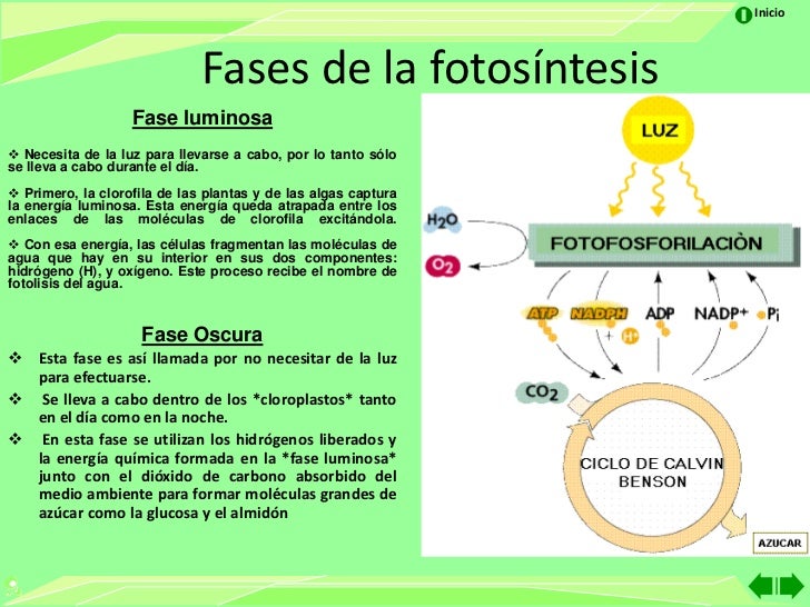 La eccema con moknutiem