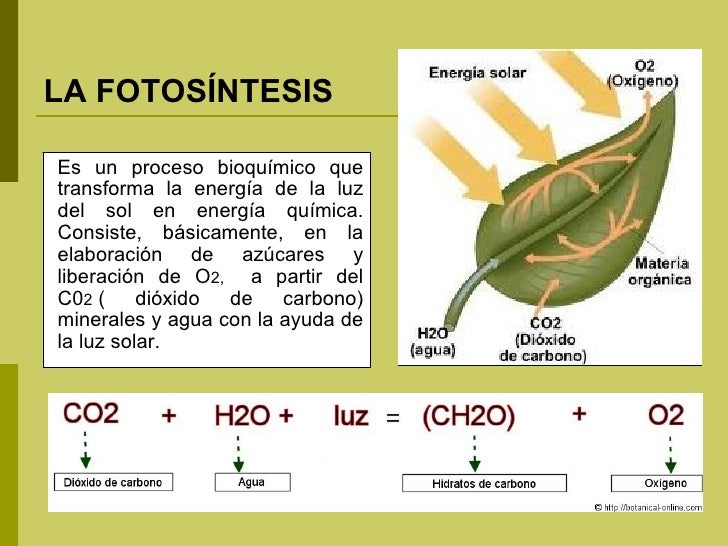 Fotosintesis Fotosintesis