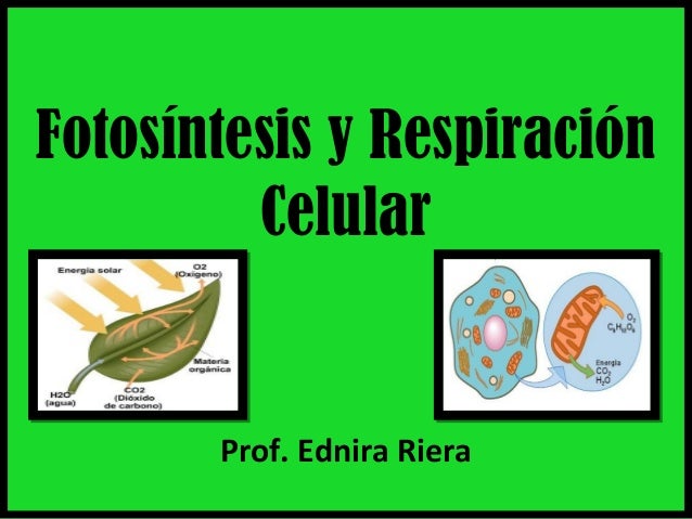 DIFERENCIA ENTRE FOTOSINTESIS Y RESPIRACION CELULAR diferencia entre fotosintesis y respiracion celular: