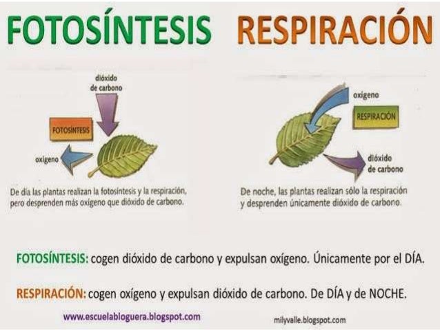 Resultado de imagen de La respiraciÃ³n fotosintÃ©tica