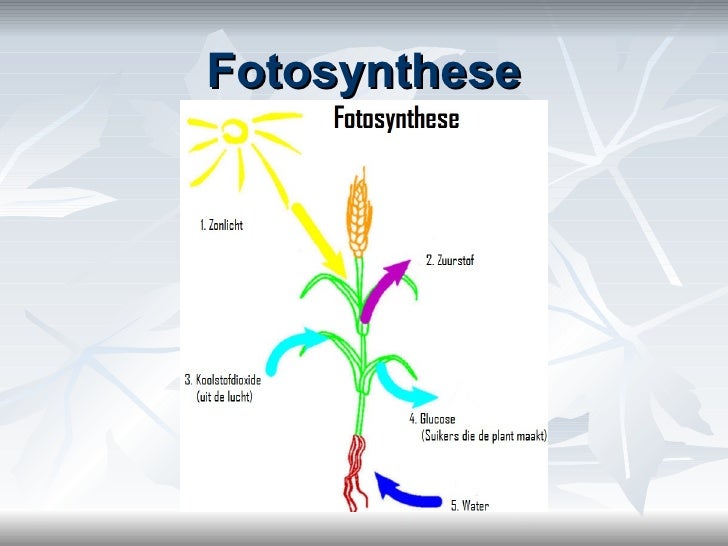 PowerPoint Fotosynthese