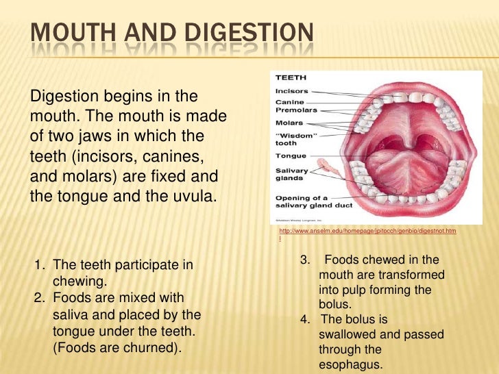 structure and function of mouth digestive system
