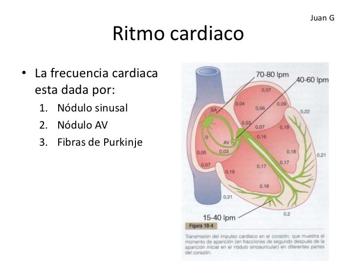 FRECUENCIA CARDIACA frecuencia cardiaca: