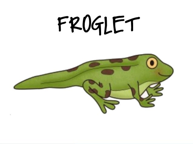 a cartoon picture of a adult frog a cartoon picture of a adult frog