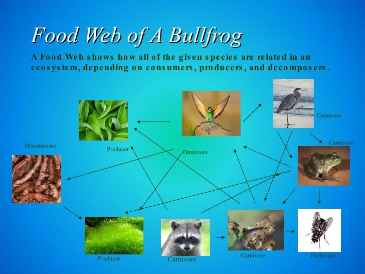 Kelleigh Huber Pd.4 Frog