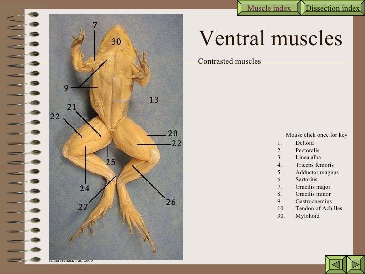 frog lab on gastrocnemius muscle frog lab on gastrocnemius muscle
