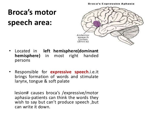 wernickes aphasia disorder essay Receptive aphasia the fluent aphasias as the thought disorder of schizophrenia develops this is also referred to as wernicke's or receptive aphasia. wernickes aphasia disorder essay Receptive aphasia the fluent aphasias as the thought disorder of schizophrenia develops this is also referred to as wernicke's or receptive aphasia.