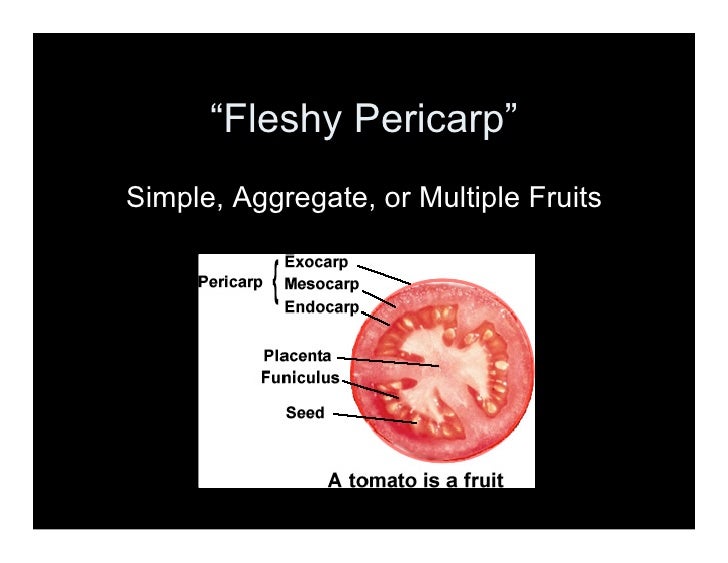 A Look at Fruit Types