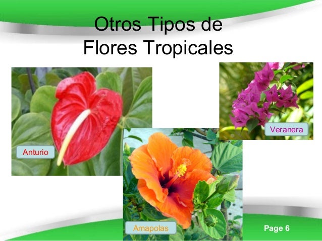powerpoint templates page 6 otros tipos de flores tropicales anturio powerpoint templates page 6 otros tipos de flores tropicales anturio