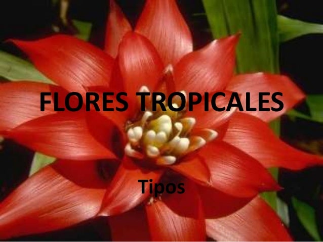 Flores Tropicales Tipos Flores Tropicales Tipos