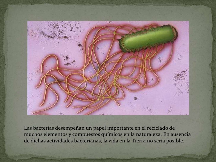El hongo bajo las uñas el tratamiento
