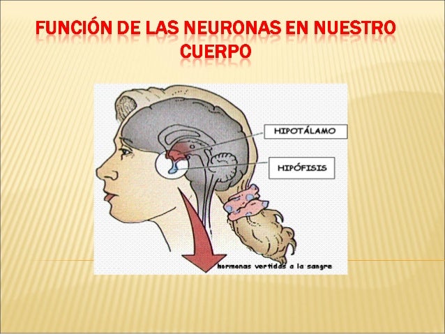 FUNCION DE LAS funcion de las: