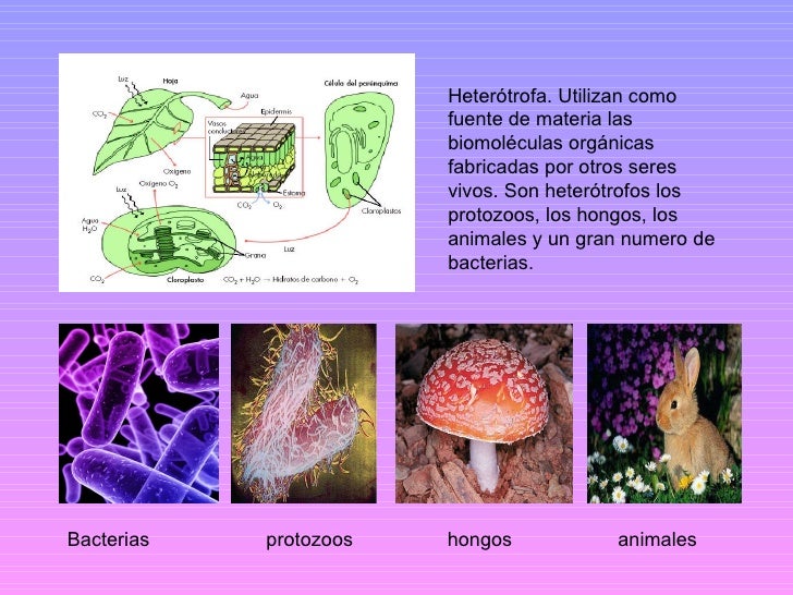 Autotrofos fotosinteticos y quimiosinteticos 15 Autotrofos fotosinteticos y quimiosinteticos 70