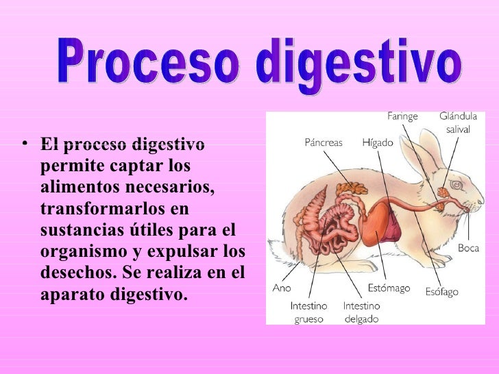 EL PROCESO DIGESTIVO DE LOS ANIMALES el proceso digestivo de los animales: