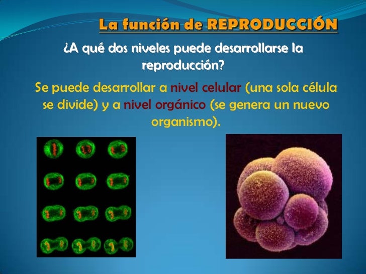 Función de reproducción