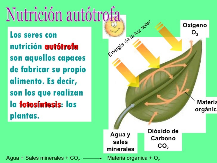 Funcion de nutricion
