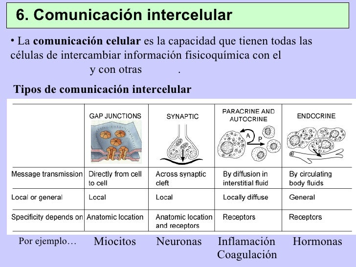 Funciones De La Membrana2