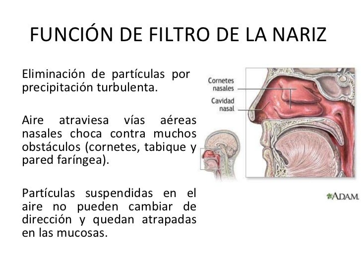 Funciones de las vias respiratorias