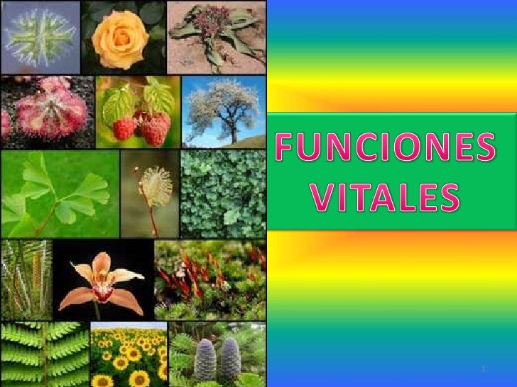 Funciones vitales de las plantas