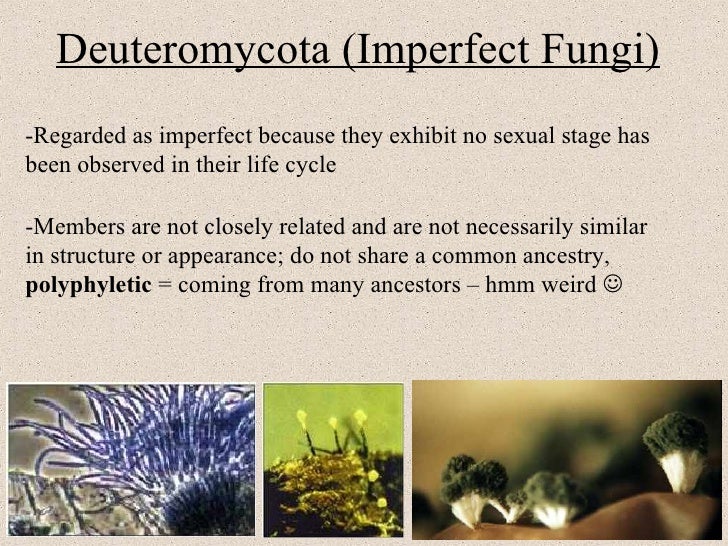 Fungi