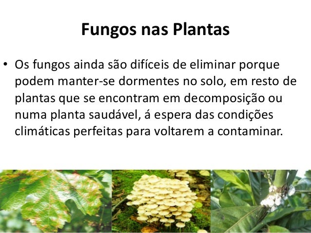 Meios de pregos contra umas respostas de fungo