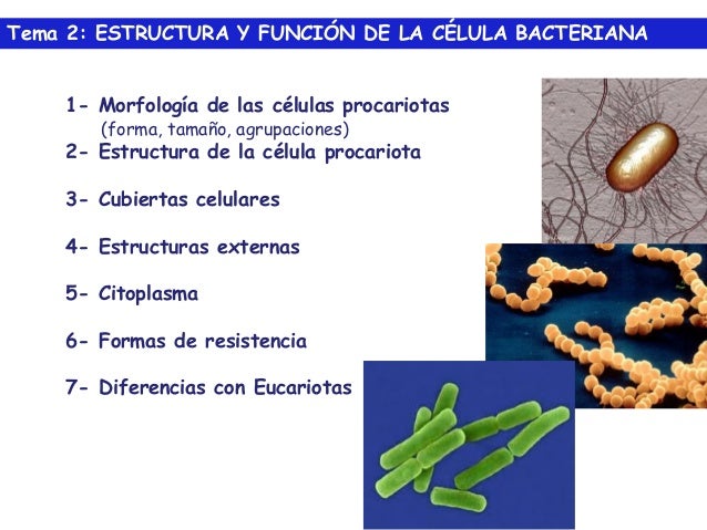 FUNCION BACTERIA funcion bacteria: