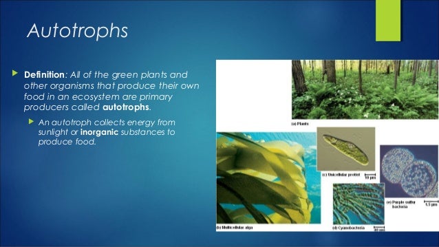 G9 ch2.2 energy in an ecosystem