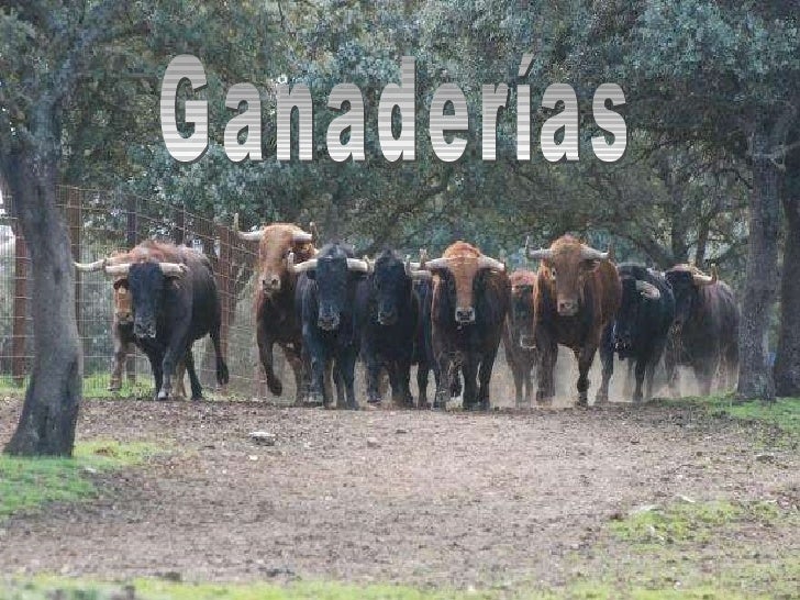 GANADERIAS TOROS ganaderias toros: