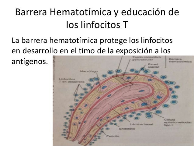 Tejidos y Organos Linfaticos