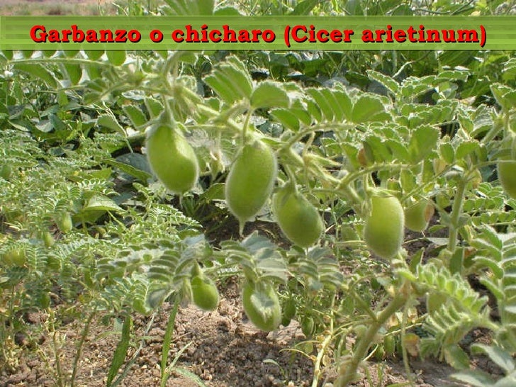GARBANZOS TRUCOS garbanzos trucos:
