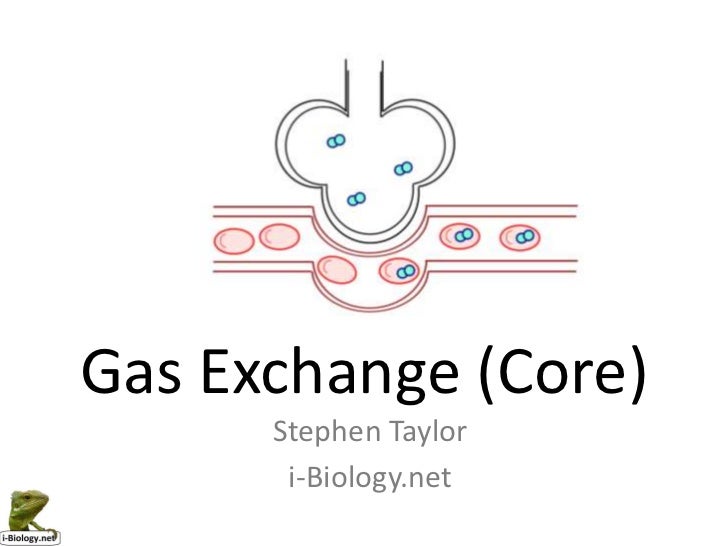 gas exchange in humans essay gas exchange in humans essay