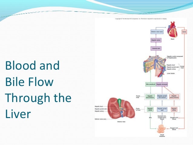 Gastrointestinal physiology