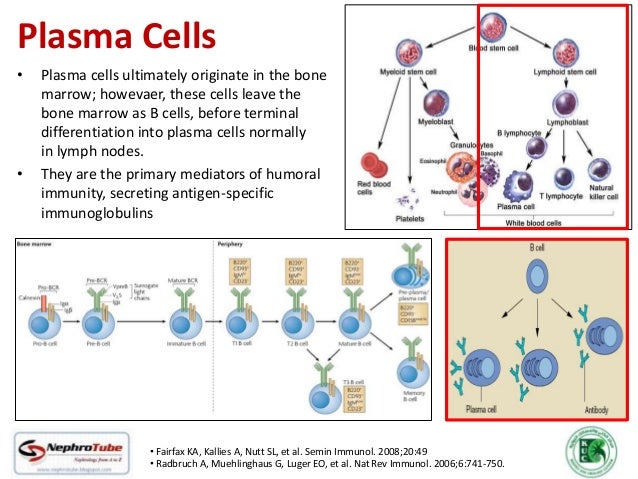 Plasma cells flashcards | quizlet