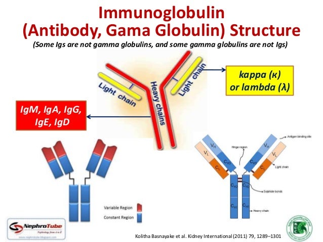 Multiple Myeloma Resources images Multiple Myeloma Resources images