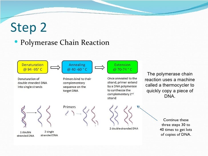 gel electrophoresis power point polymerase chain reaction steps